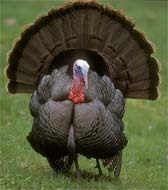 Wild Turkey